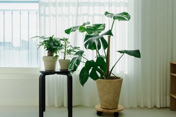 Indoor plants by a bright window © heerim studio