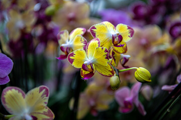 Closeup on purple and yellow orchids with blurred background