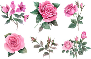 set of roses illustration