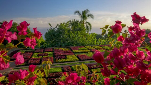 Camera moves between red flowers bougainvillea in botanical garden of Madeira, Portugal. Gimbal sunset view of lush greenery, flowers and flower beds in Madeira, Funchal