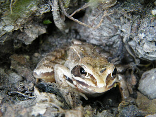 frog in the ground and roots wild nature closeup macro ranidae rana presumably species rana arvalis