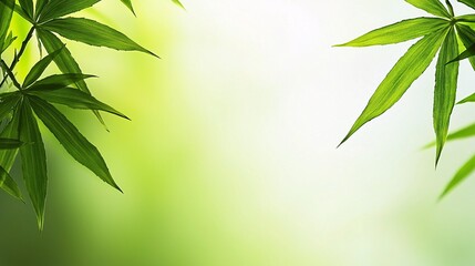 single bamboo leaf with delicate veins, isolated on a soft white background, emphasizing its simplicity. Bamboo leaves 