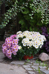 Pink and white spherical chrysanthemums in close-up.