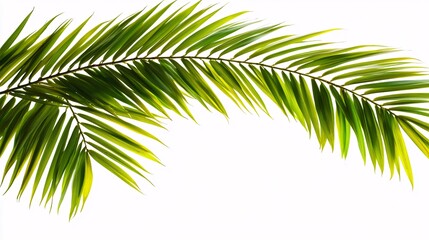 bamboo leaf arching naturally, with fine detail and soft shadows, isolated on a clean white background. Bamboo leaves 