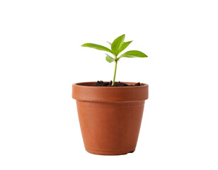plant in a pot
