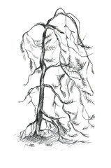 Drawing of a pine tree, vintage line drawing or engraving illustration. Bonsai tree hand drawn illustration, isolated on white background