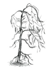 Drawing of a pine tree, vintage line drawing or engraving illustration. Bonsai tree hand drawn illustration, isolated on white background