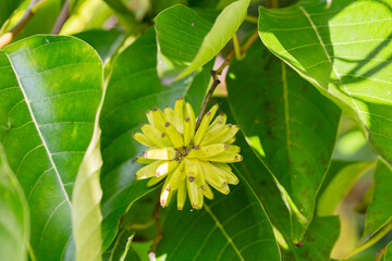 Happy tree (Camptotheca acuminata) close up. Called Cancer tree and Tree of life also. The fruits look like small bananas.