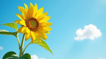 A vibrant sunflower blooms against a backdrop of a clear blue sky and fluffy white clouds