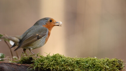 European Robin Perched Gracefully on a Moss-Covered Branch in a Serene Natural Setting