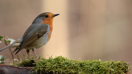 European Robin Perched Gracefully on a Moss-Covered Branch in a Serene Natural Setting