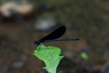 close up of a tropical blue dragonfly perched on a wild plant leaf.