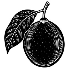 illustration of an Sapodilla