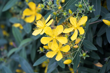 Beautiful St. John's wort (hypericum monogynum) flowers.
