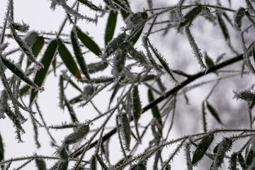bamboos in winter, beautifully frozen leaves. Phyllostachys parvifolia