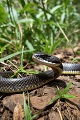 Obraz premium snake in the grass