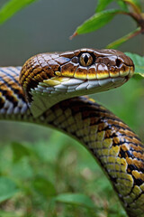 Fototapeta premium snake in the grass