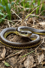 Fototapeta premium snake in the grass