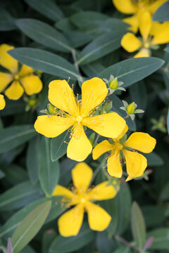 Beautiful St. John's wort (hypericum monogynum) flowers.