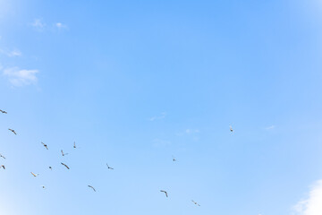 Pigeons in the blue sky