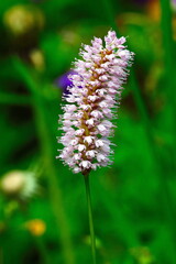 Schlangen-Knöterich auf einer Wiese	