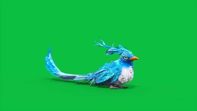 4K Green Screen Blue Bird Grooming Lying 3D Animations Animals Rendering CGI