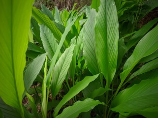 Obraz premium close up of green leaves