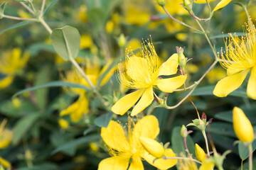 Beautiful St. John's wort (hypericum monogynum) flowers.