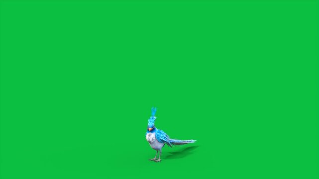 4K Green Screen Blue Bird Lands 3D Animations Animals Rendering CGI