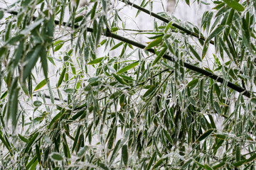 bamboos in winter, beautifully frozen leaves. Phyllostachys parvifolia