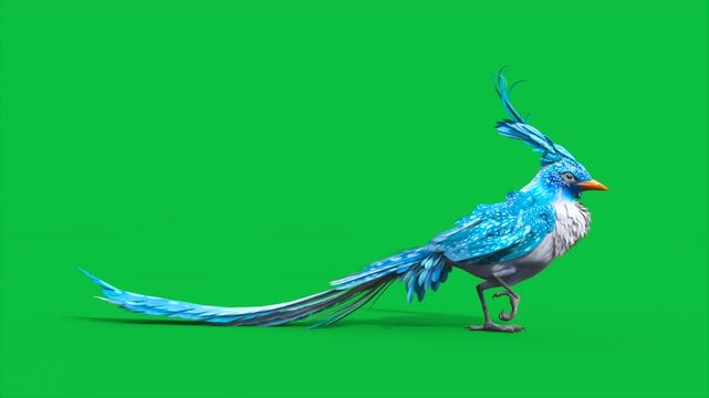 4K Green Screen Blue Bird Walkcycle Loop 3D Animations Animals Rendering CGI