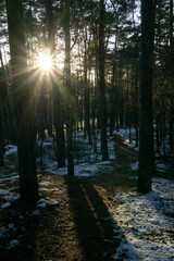 sun rays in winter forest landscape in NRW