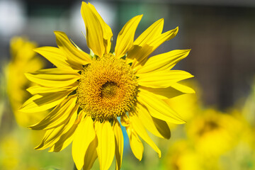 Sunflowers blooming in the garden
