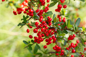 Close-up of a fruiting shrub called Pyracantha coccinea. Firethorn berries, rosaceae evergreen shrub. Dog apple, China, the scarlet, European species or red firethorn. Small, bright red berries.