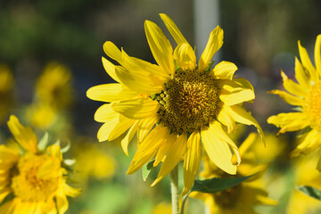Sunflowers blooming in the garden