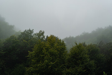 Foggy forest in the summer