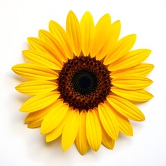 Fototapeta premium sunflower isolated on white