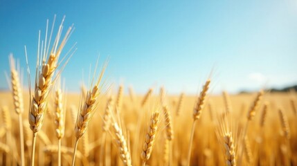Fototapeta premium Golden Wheat Field Under a Summer Sky, Ripe for Harvest