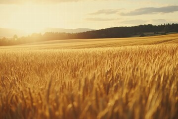 Obraz premium Golden wheat field under sunset with soft rays illuminating the landscape in a serene rural setting. Generative AI