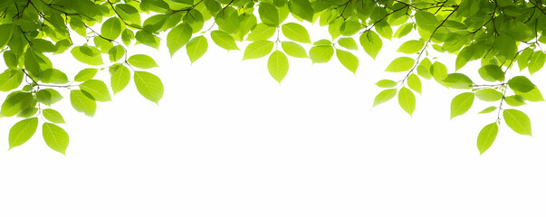 Obraz premium Green leaves frame, white backdrop, nature