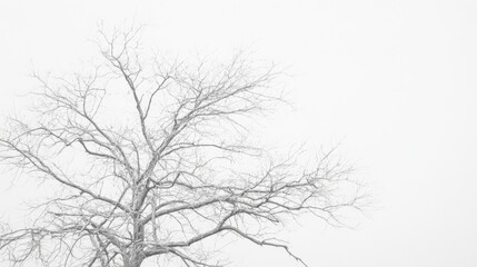 Bare tree branches against a white sky in monochrome.