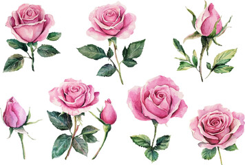 pattern with pink roses