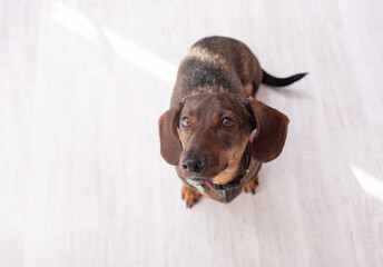 funny dachshund dog standing on the floor in the room. top view. portrait close-up