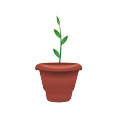 Dieffenbachia  in wicker basket isolated on white background.