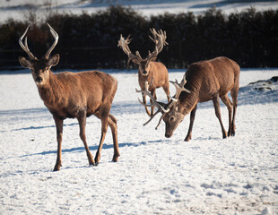 Majestic Red Deer Stags in a Snowy Landscape