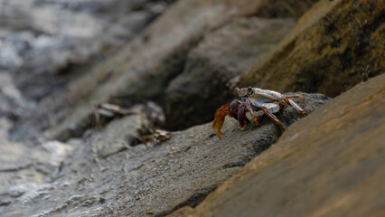 Crustacean on Rugged Surface