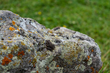 Tiny frog on the rock