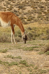 Punta Tombo, Argentina