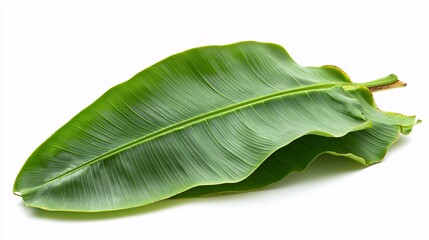 Obraz premium banana leaf with visible veins and natural curvature, artistically presented against a plain white background. Banana leaves.isolate on white background 