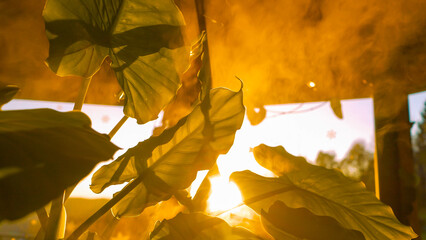 LENS FLARE, CLOSE UP: Lush green leaves with visible vein pattern glowing warmly under golden...